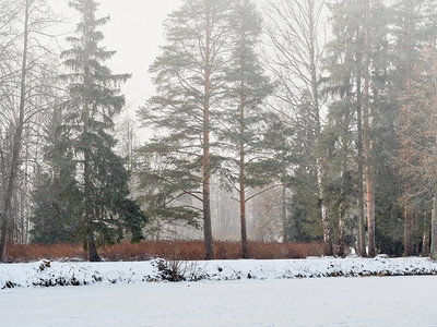 森林冬季公园的雪落和雾清晨寒冷的桦木图片