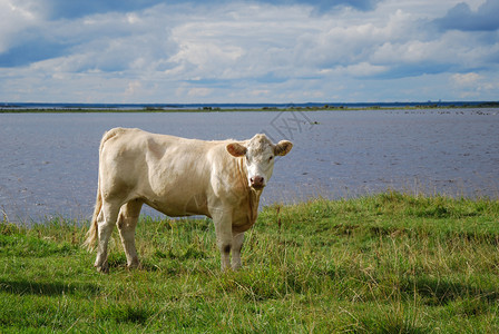 田园阳光照射风景优美在西德群岛奥兰海边的阳光白牛图片