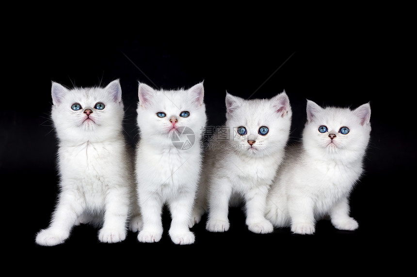 四条年轻的银色阴影猫被黑背景隔离在地上家庭姐妹哺乳动物图片