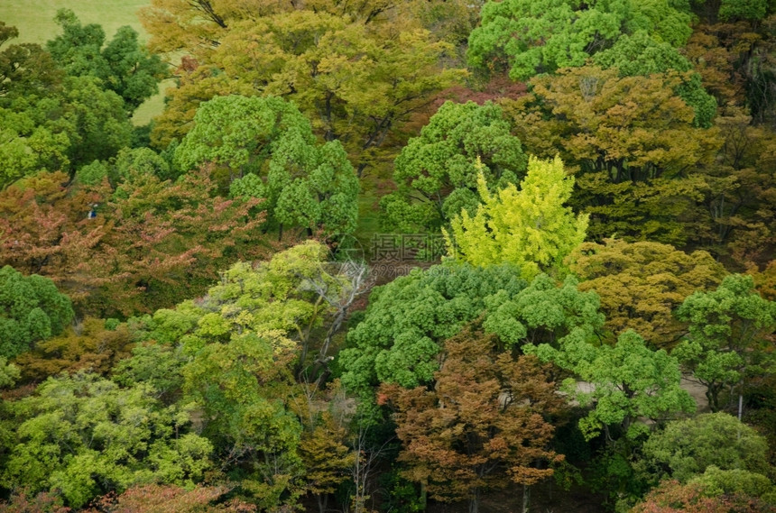 植物群抽象的稠密日本大阪秋天从上方可见的多彩日本低效森林树冠上方所见的多姿彩森林树冠图片