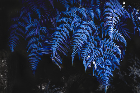 保护蓝色的20年颜色典型蓝森林树质自然背景中的幼类蕨植物图片
