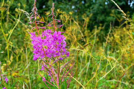 夏天草本植物开花的杂草紫色花药用杂草紫色的花药用杂草盛开的莎莉图片