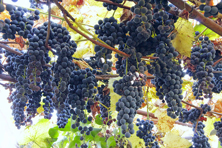 大串蓝色熟葡萄挂了丰收的葡萄挂在上面收获了蓝色熟葡萄厨房健康成熟图片