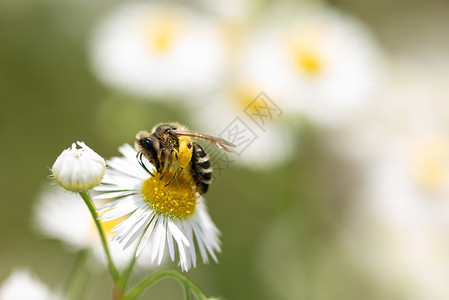 颜色近距离独白蜜蜂巨集花朵收粉熊蜂生物多样图片