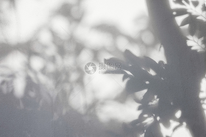 阳光反射白墙上的树叶阴影用于覆盖效果光照概念分支图片