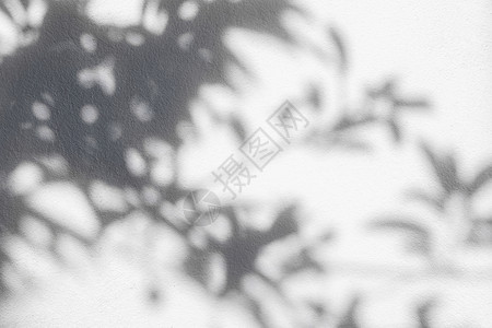 照片郁葱白墙上的树叶阴影用于覆盖效果光照概念斑驳的图片