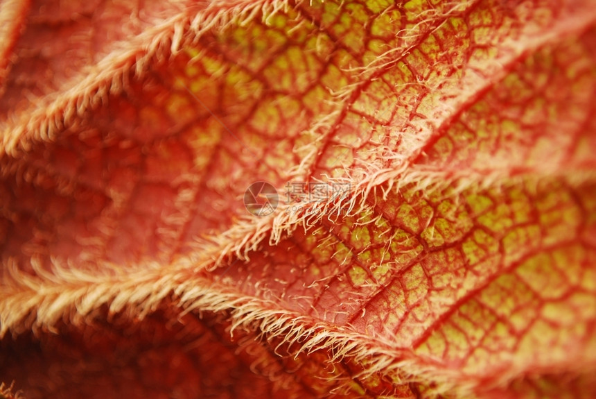 红叶剪接为背景图像的红叶简单树生态图片