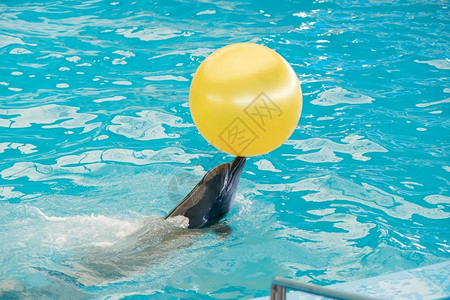 动物公园海豚在池水中玩黄球图片