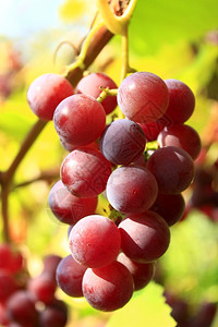 一组成熟的葡萄集群其中含有成熟的和大浆果葡萄藤叶子酸的图片