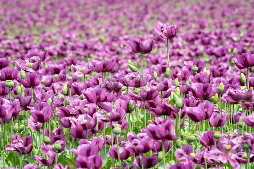 药物农业种子在田野中花朵的紫色种植物索姆尼弗罗农作物图片