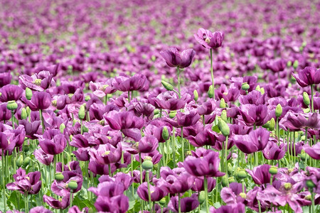 药物农业种子在田野中花朵的紫色种植物索姆尼弗罗农作物图片