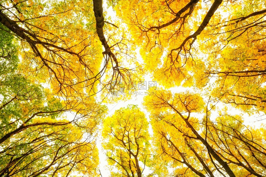 金的公园秋天树木图案质地图片
