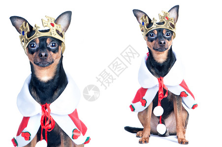 皇冠上的狗像国王一样子的肖像黑色狗玩具吉娃梗犬玩具有趣的图片