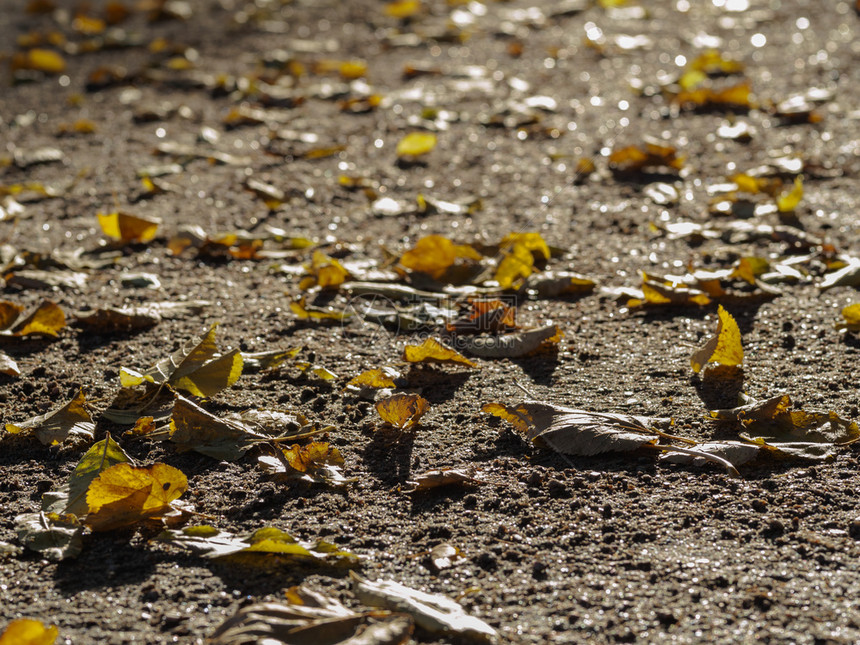 黄色的秋叶躺在地上模糊的丰富多彩颜色图片