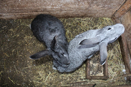 农场里两只兔子图片