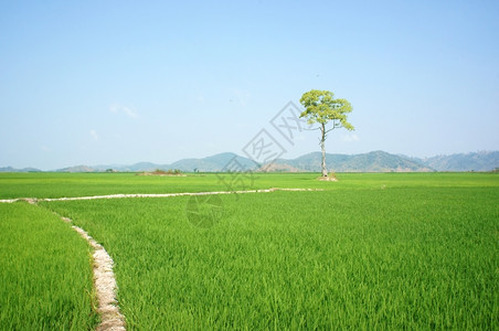 达克拉克农田越南的高清图片