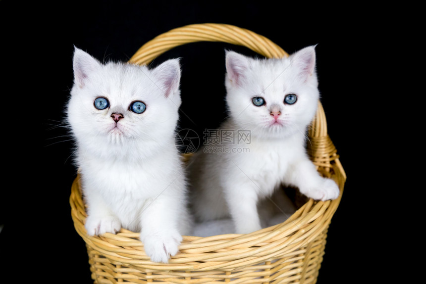 纯种兄弟两只年轻的白猫被困在维杰篮子里孤立在黑背景上英国的图片