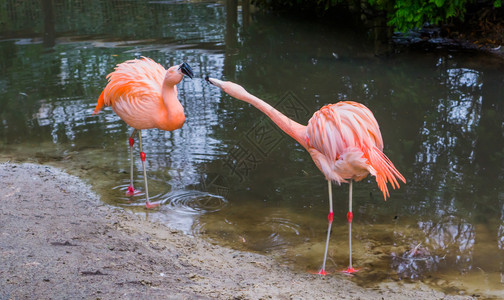 美国火烈鸟威胁粉色的高清图片