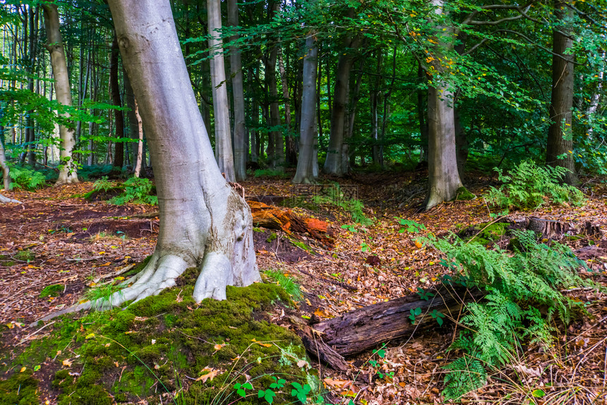 根橙秋天布列达的谎言者美丽森林景色荷兰的森林在的森林语图片