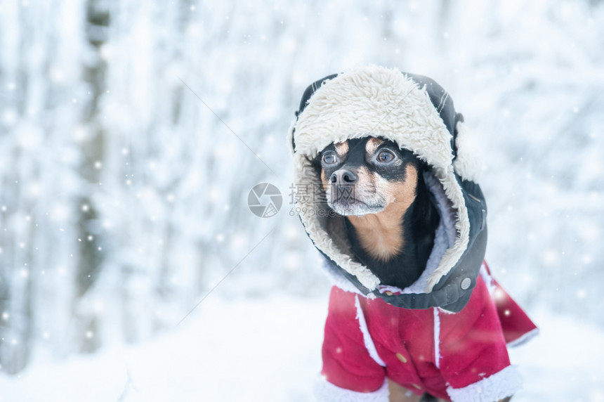 有趣的寒冷冬季主题寒冷狗衣圣诞节新年狗冬季服饰的狗文字空间Winter无家可归图片