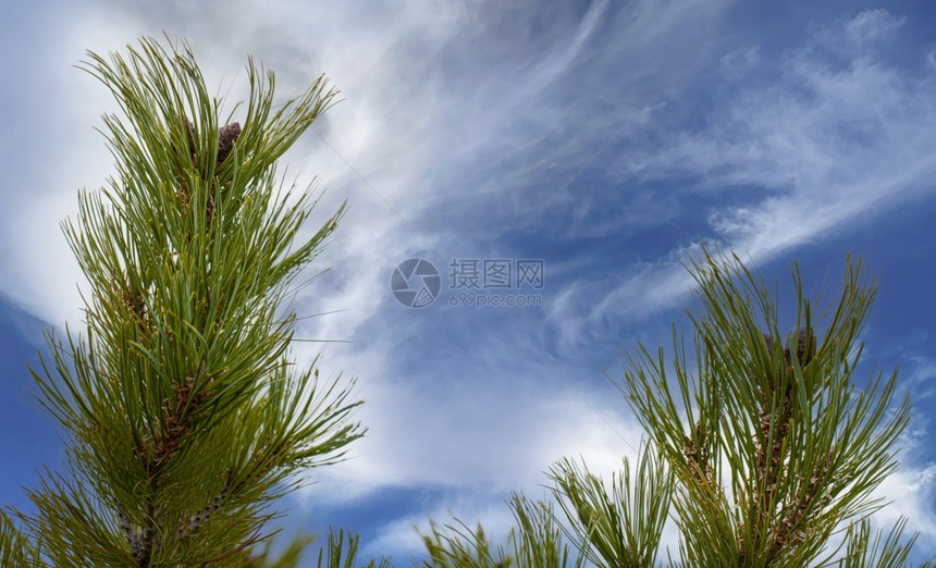落叶松公园红雪树枝与蓝天对立岸堪察卡半岛对面蓝天岸开查卡半岛松属图片