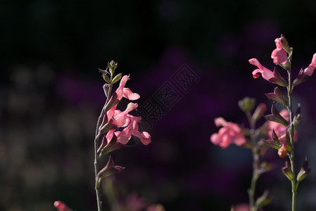 春天深软散景背上的鼠尾草粉红色花朵的白图片