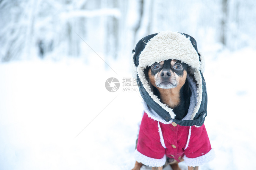 假期犬类季节冬主题寒冷狗衣圣诞节新年狗冬季服饰的狗文字空间Winter图片