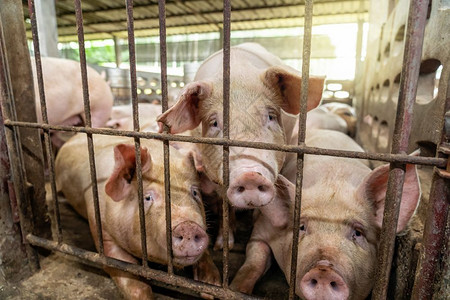 杂交种食物猪养殖场业的幼总图片