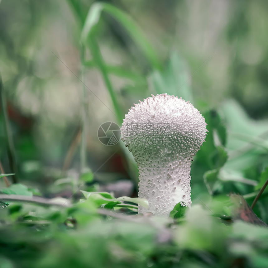 帽可食用的未成熟马勃菌在森林中的绿草马勃菌生长有机的俄罗斯图片