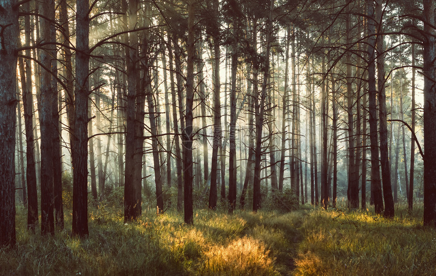可选择的草阳光照耀着树木直通雾林中的道路在福吉森林中有选择的焦点太阳光户外图片