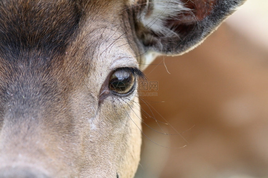 脸紧盯着一只落地鹿的眼神好奇成人图片