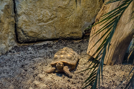 生物保加利亚索非的乌龟在自然界中爬行受保护身体图片