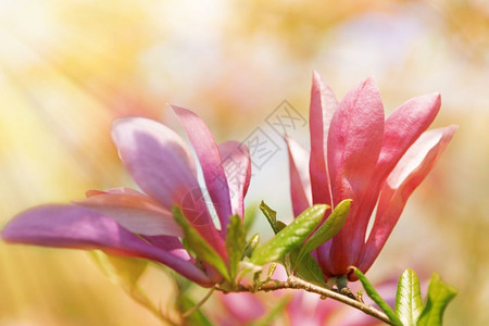 户外花园中美丽的阳光明亮花朵颜色阳光照射图片