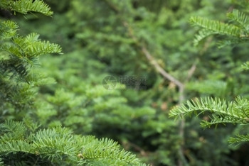 树木闪光林枝的缝上背景是模糊的冷杉图片