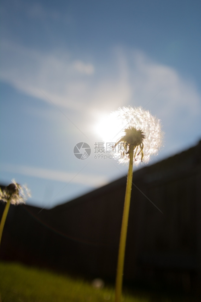 植物盛开花草地和太阳的朵图片