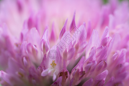 开花装饰粉红色丁柳天然质地结晶底粉红色三叶草的模糊背景自然图片