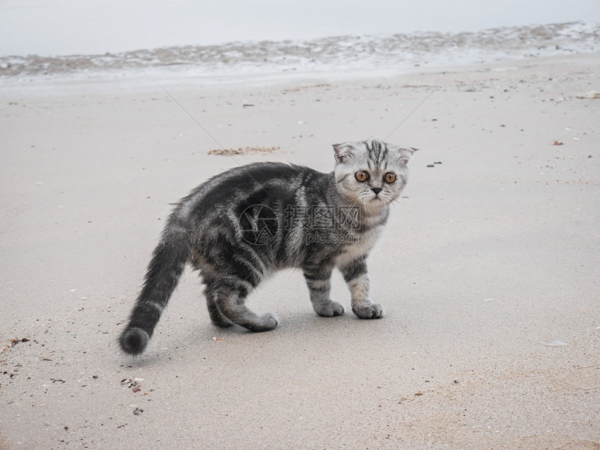 男孩子夏天苏格兰猫在海滩折叠沙的夏季概念蓬松图片