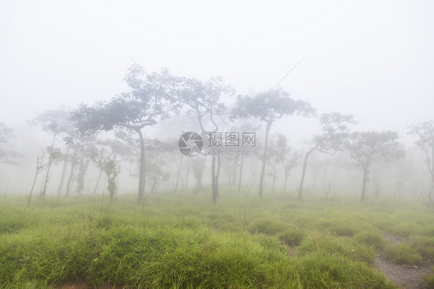 山边的迷雾早晨在山边特里斯密提冬天寒冷的空气中季节幻想叶子图片