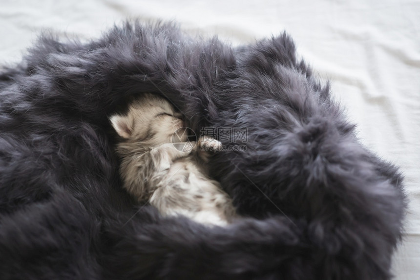 睡在毛毯里的猫咪幼崽图片