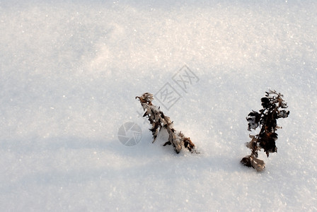 冬季雪地背景图片