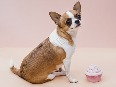 酸奶动物高分辨率照片好男孩狗坐在美味的纸杯蛋糕上质量高的照片机器图片
