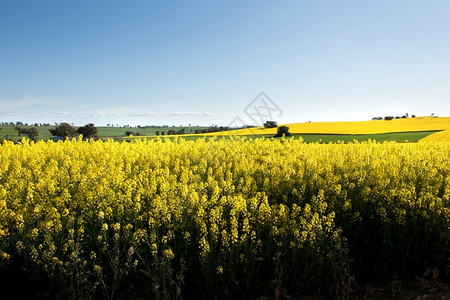 美丽庄稼澳大利亚新南威尔士州伍德斯托克附近的油菜田子图片