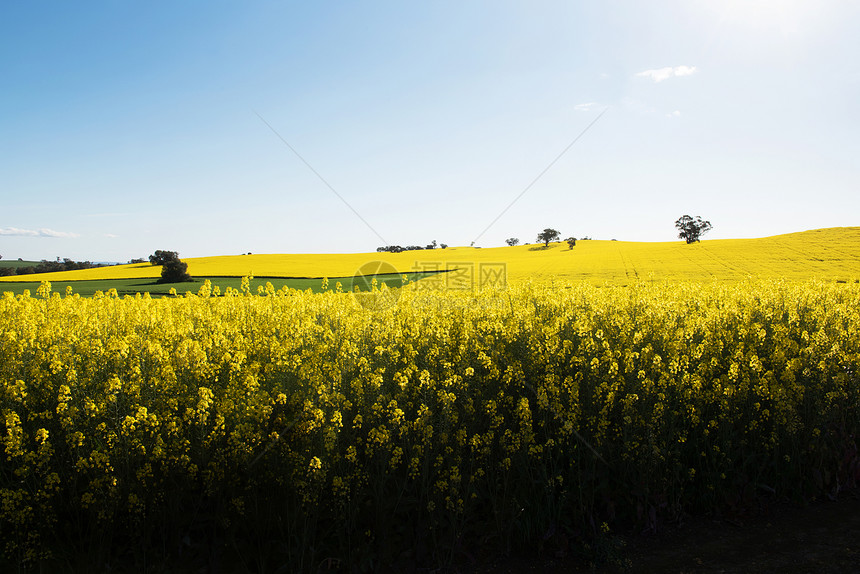 乡村的黄色澳大利亚新南威尔士州伍德斯托克附近的油菜田景观图片