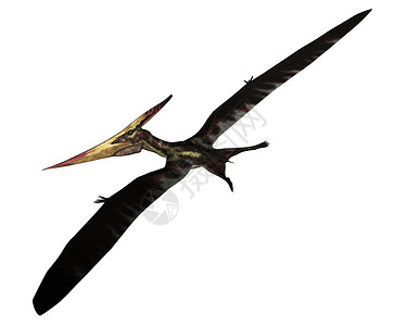 但使龙城飞将在Pteranodon史前鸟类在白色背景中孤立飞行3D使Pteranodon史前鸟类飞行3D荒野科学恐龙设计图片