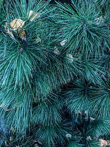 质地季节木头松树绿针关上圣诞树背景为圣诞卡的松树枝纹质图布图片