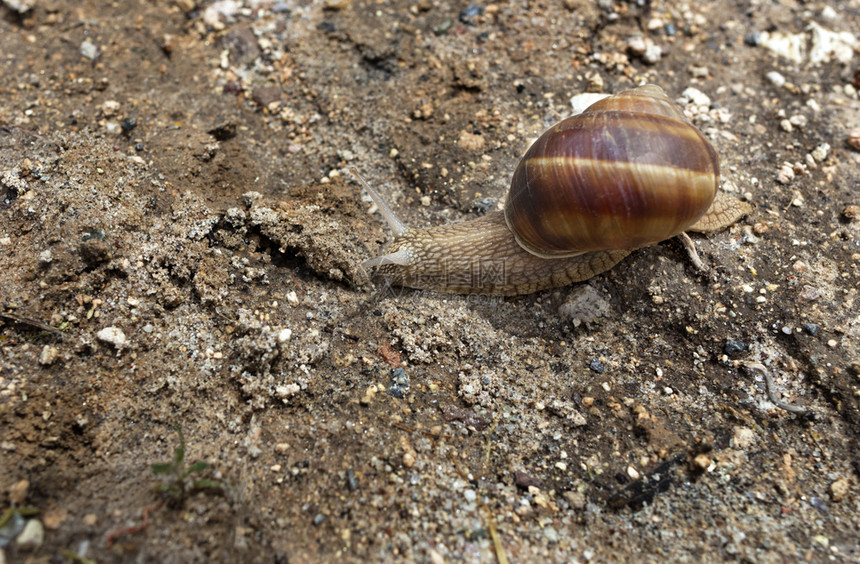 卡帕多西亚蛞蝓一只棕色大蜗牛爬在地上把房子背靠在地上一头棕色大蜗牛爬在地上土图片