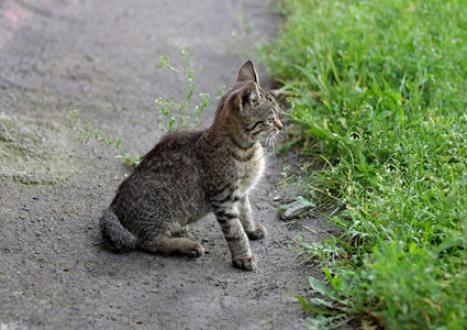 毛茸的灰猫坐在路上看着绿草地的青小猫夏天成人图片