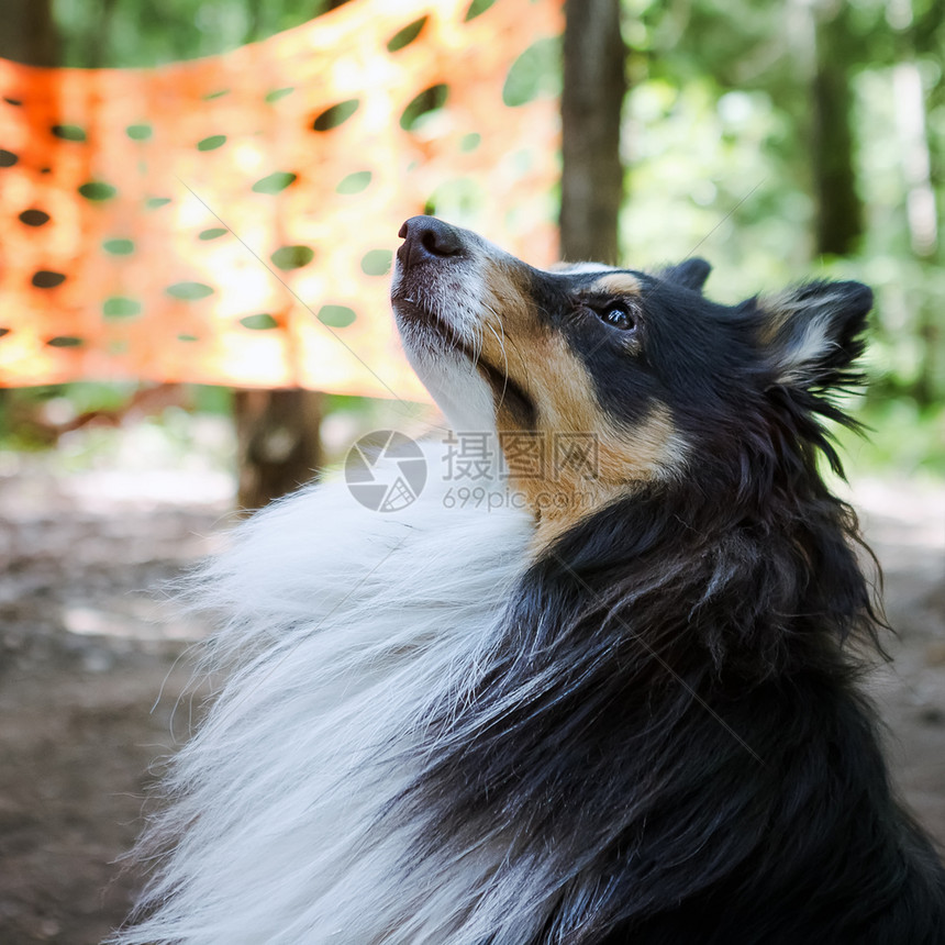 树和橙色纺织品背景的SheltieDogCloseup在森林中紧闭的Sheltie狗肖像毛皮天可爱的图片