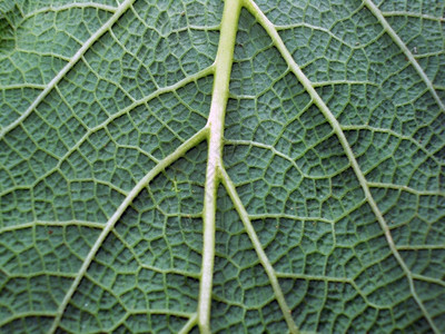 明亮的生物学美丽绿色和新鲜植物叶子的宏观照片图片