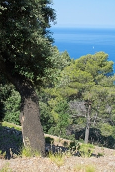 天7月在西班牙巴利阿里群岛Mallorca海面上布满森林和帆船的海岸景观常绿夏天图片